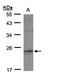 Ras-related protein Rap-2c antibody, LS-C186005, Lifespan Biosciences, Western Blot image 