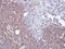 Four And A Half LIM Domains 2 antibody, NBP1-33603, Novus Biologicals, Immunohistochemistry frozen image 