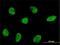 Helix-loop-helix protein 2 antibody, H00004808-M05, Novus Biologicals, Immunofluorescence image 