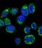 Calmodulin antibody, abx033991, Abbexa, Immunofluorescence image 