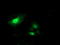SH2 domain-containing protein 2A antibody, TA504372, Origene, Immunofluorescence image 