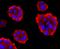 Ras antibody, NBP2-67097, Novus Biologicals, Immunocytochemistry image 