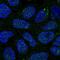 GalNAc-T14 antibody, NBP2-56187, Novus Biologicals, Immunofluorescence image 