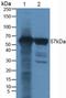 Cbfa1 antibody, LS-C296294, Lifespan Biosciences, Western Blot image 