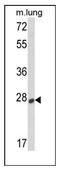 Sclerostin antibody, AP13236PU-N, Origene, Western Blot image 