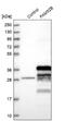 Family With Sequence Similarity 92 Member B antibody, NBP1-81895, Novus Biologicals, Western Blot image 