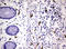 Coagulation factor XIII A chain antibody, LS-C788748, Lifespan Biosciences, Immunohistochemistry frozen image 
