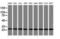 Proteasome Subunit Alpha 2 antibody, LS-C174346, Lifespan Biosciences, Western Blot image 