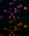 Ubiquitin Conjugating Enzyme E2 C antibody, GTX33567, GeneTex, Immunocytochemistry image 