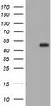 Golgi reassembly-stacking protein 1 antibody, CF501352, Origene, Western Blot image 