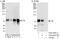 Zinc Finger Protein 384 antibody, A303-251A, Bethyl Labs, Immunoprecipitation image 