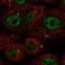 Coiled-Coil Domain Containing 92 antibody, HPA057580, Atlas Antibodies, Immunofluorescence image 