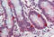 ADP-ribosylation factor-like protein 2 antibody, MBS247411, MyBioSource, Immunohistochemistry frozen image 