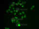 Choline O-Acetyltransferase antibody, A2495, ABclonal Technology, Immunofluorescence image 