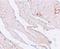 Klotho antibody, NBP1-76511, Novus Biologicals, Immunohistochemistry paraffin image 