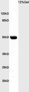 Basic Helix-Loop-Helix Family Member E41 antibody, orb2189, Biorbyt, Western Blot image 