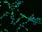 Caspase-4 antibody, 200974-T02, Sino Biological, Immunohistochemistry frozen image 