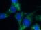 Serine/threonine-protein kinase Nek9 antibody, 51057-2-AP, Proteintech Group, Immunofluorescence image 