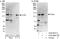 Praja Ring Finger Ubiquitin Ligase 2 antibody, A302-991A, Bethyl Labs, Western Blot image 