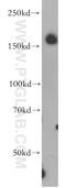 Neogenin 1 antibody, 20246-1-AP, Proteintech Group, Western Blot image 