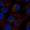 VGF Nerve Growth Factor Inducible antibody, NBP2-31596, Novus Biologicals, Immunofluorescence image 