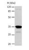 Carbonic Anhydrase 4 antibody, TA323575, Origene, Western Blot image 