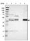Ganglioside-induced differentiation-associated protein 1 antibody, HPA014266, Atlas Antibodies, Western Blot image 