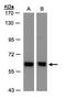 Coatomer subunit delta antibody, TA308389, Origene, Western Blot image 