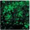 Netrin 1 antibody, AP31811PU-N, Origene, Immunofluorescence image 