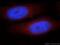 Coiled-Coil Domain Containing 153 antibody, 21390-1-AP, Proteintech Group, Immunofluorescence image 