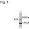Retinoid X Receptor Beta antibody, MA1-4669, Invitrogen Antibodies, Western Blot image 