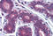 Myosin VIIA And Rab Interacting Protein antibody, MBS242922, MyBioSource, Immunohistochemistry frozen image 