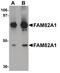 Regulator Of Microtubule Dynamics 2 antibody, PA5-20938, Invitrogen Antibodies, Western Blot image 