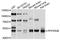 Protein Phosphatase 2 Regulatory Subunit Bbeta antibody, abx126405, Abbexa, Western Blot image 