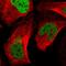Cleavage Stimulation Factor Subunit 2 antibody, HPA000427, Atlas Antibodies, Immunofluorescence image 