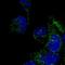 DNAAF3 antibody, NBP2-55407, Novus Biologicals, Immunocytochemistry image 
