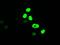 c-Myc antibody, GTX84066, GeneTex, Immunofluorescence image 