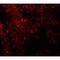 Neuropilin And Tolloid Like 1 antibody, MBS151572, MyBioSource, Immunofluorescence image 