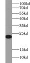 Urocortin antibody, FNab09291, FineTest, Western Blot image 