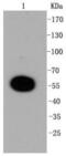 Dual Specificity Phosphatase 6 antibody, NBP2-67320, Novus Biologicals, Western Blot image 