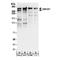 Zinc Finger Protein 407 antibody, NBP2-34852, Novus Biologicals, Western Blot image 
