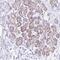PTBP2 antibody, PA5-61511, Invitrogen Antibodies, Immunohistochemistry frozen image 
