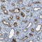 Cadherin-related family member 2 antibody, HPA012569, Atlas Antibodies, Immunohistochemistry frozen image 