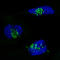 Golgi Reassembly Stacking Protein 2 antibody, AMAb91016, Atlas Antibodies, Immunofluorescence image 