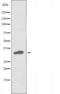 Olfactory Receptor Family 4 Subfamily C Member 6 antibody, orb227587, Biorbyt, Western Blot image 