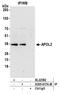 Apolipoprotein L2 antibody, A305-617A-M, Bethyl Labs, Immunoprecipitation image 