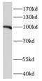 Niban Apoptosis Regulator 2 antibody, FNab02965, FineTest, Western Blot image 