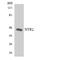 NTSR2 antibody, A08916-1, Boster Biological Technology, Western Blot image 