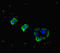 Platelet Derived Growth Factor D antibody, orb45406, Biorbyt, Immunofluorescence image 