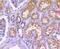 YAP1 antibody, NBP2-67703, Novus Biologicals, Immunohistochemistry paraffin image 